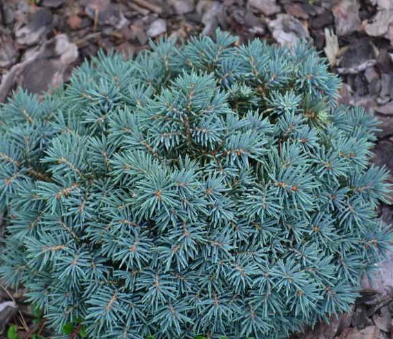 Ель колючая Спацек штамб